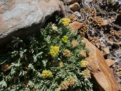 Podistera nevadensis