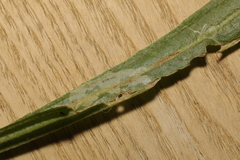 Aspilapteryx tringipennella