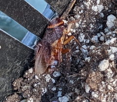 Periplaneta americana