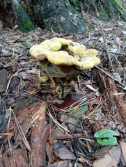 Phaeolus schweinitzii