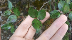 Rhododendron farrerae