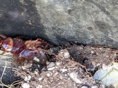 Periplaneta americana