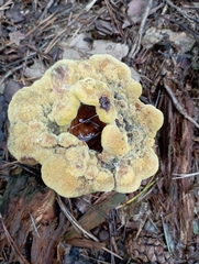 Phaeolus schweinitzii