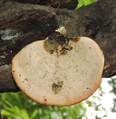 Favolus grammocephalus