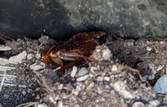 Periplaneta americana