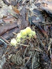 Phaeolus schweinitzii