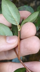 Rhododendron farrerae
