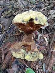 Phaeolus schweinitzii