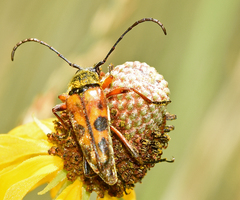Typocerus octonotatus