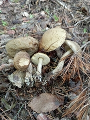 Leccinellum pseudoscabrum