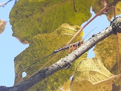 Dolichomitus imperator