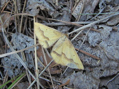 Aspitates acuminaria