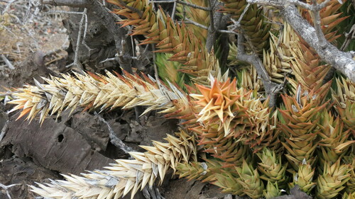 Haworthia spiralis 2