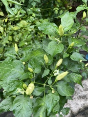 Capsicum annuum