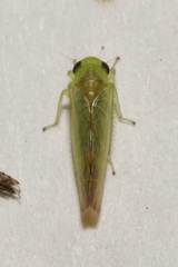 Kybos rufescens
