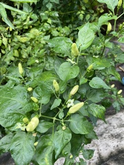 Capsicum annuum