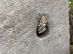 Arctiini
