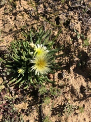 Mesembryanthemum resurgens