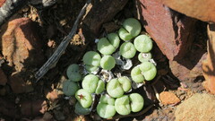 Conophytum truncatum