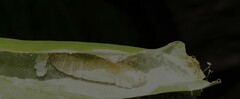 Erionota torus