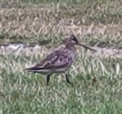 Limosa lapponica