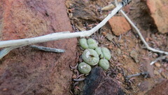 Conophytum truncatum