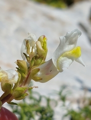 Antirrhinum siculum