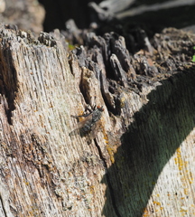 Sarcophaga variegata