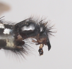 Sarcophaga variegata