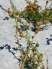 Antirrhinum siculum