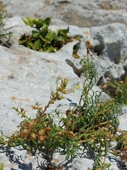 Antirrhinum siculum