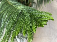 Araucaria