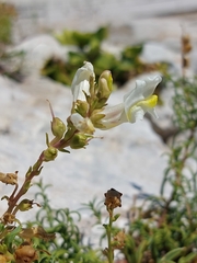 Antirrhinum siculum