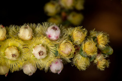 Verticordia comosa