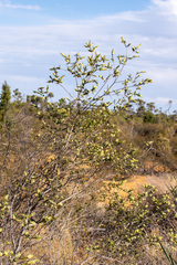 Verticordia comosa