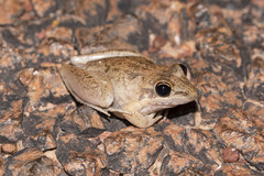 Litoria pallida