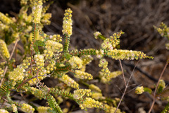 Verticordia comosa