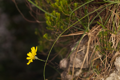 Hieracium porrifolium