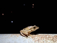 Polypedates leucomystax