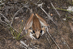 Litoria spaldingi