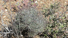 Tylecodon reticulatus