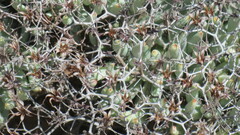 Tylecodon reticulatus