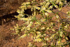 Verticordia comosa