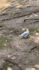 Chroicocephalus ridibundus