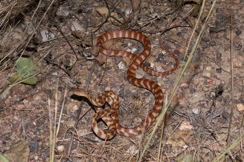 Brown Tree Snake sighting