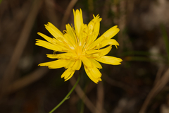 Hieracium porrifolium