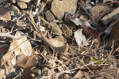 Lophognathus gilberti