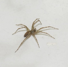 Tegenaria ferruginea