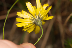 Hieracium porrifolium