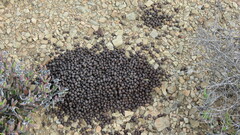 Oreotragus oreotragus